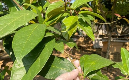 4 nhóm người không nên uống nước xạ đen