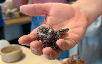 Con rắn Ronaldo vẫn sinh con đều dù nhiều năm không hề tiếp xúc rắn đực, chuyên gia nói: Quá khó hiểu!