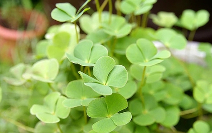 Loài rau mọc dại có tên rất lạ, nay "lên đời" thành đặc sản có hương vị đặc biệt