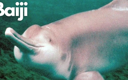 22 năm giam cầm và chết trong bể kính: Bí mật đen tối dưới làn nước đục ngầu của dòng Dương Tử