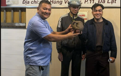 Thấy tê tê quý hiếm bò vào quán nhậu ở Đà Lạt, chủ quán gọi báo kiểm lâm