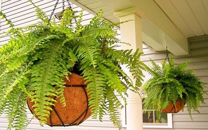 Lời khuyên đến những gia đình đang trồng cây dương xỉ