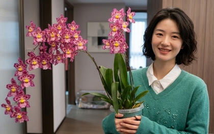 Trồng thử chậu lan vũ nữ da báo giá "bèo", mẹ đảm bất ngờ vì hoa nở rực rỡ suốt cả tháng, nhà cửa bừng sáng sinh khí