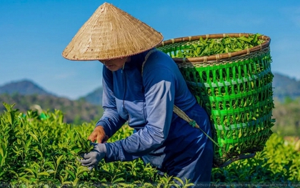 Nếu là người Việt, bạn nên có ít nhất 1 lần uống thử 7 loại trà này: Thượng hạng 5 sao, bao nhiêu mỹ từ cũng khen không đủ