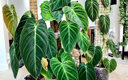 Gia đình khá giả chuộng trồng nhất 4 loài cây này: Cành khỏe, lá đẹp, dáng sang, nhìn là biết chủ nhân có gu