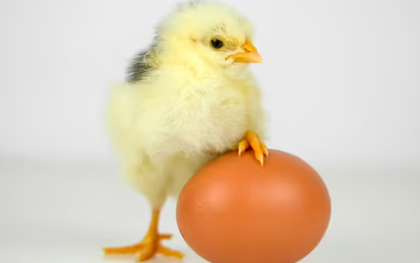 Con gà hay quả trứng có trước?