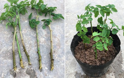 3 loại rau "bổ như sâm", nên trồng trong nhà ngay