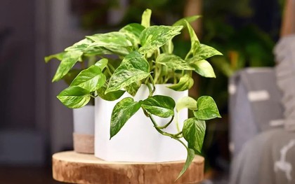 5 loại cây có tác dụng chữa lành nên trồng trong nhà để gia chủ luôn cảm thấy hạnh phúc, yêu đời