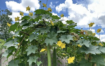 Lời khuyên đến những gia đình đang trồng cây mướp