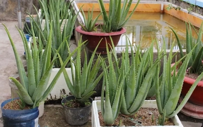 Lời khuyên đến những gia đình đang trồng cây nha đam