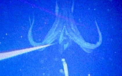 Ngư dân gây chấn động khi bắt gặp sinh vật hiếm khổng lồ vừa "tái xuất": Lần thứ 3 trong lịch sử nhân loại ghi lại được hình ảnh quý giá này