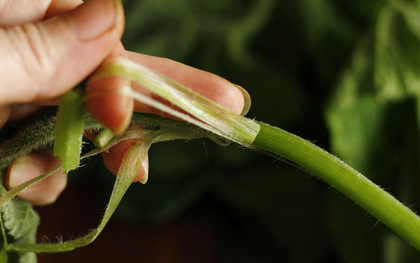 Loại rau bổ dưỡng chẳng kém "nhân sâm", ở quê mọc um tùm