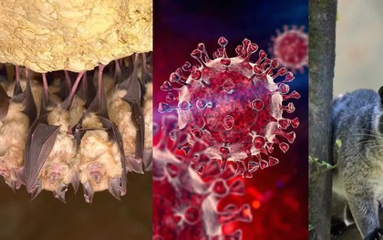 Cảnh báo sớm nguy cơ dịch bệnh mới từ virus corona ở dơi