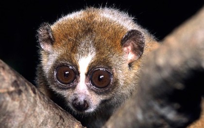 Con vật hay "mắc cỡ" bất ngờ đi lạc vào trạm y tế, là loài cực kỳ quý hiếm