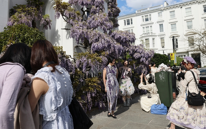 Loài hoa chỉ nở từ 2 - 3 tuần khiến người dân và du khách mang cả studio đến chụp ảnh check-in, chủ loạt biệt thự ngao ngán