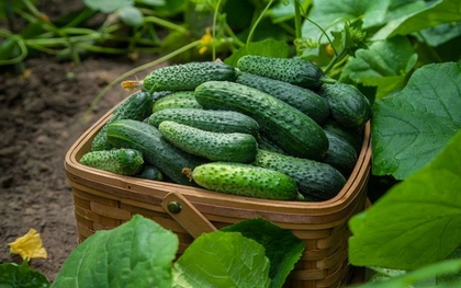 Muốn ăn no mà không lo tăng cân? 3 loại rau ít calo này đang được nhắc đến nhiều