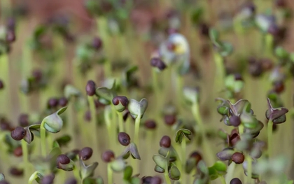 5 loại rau "đại bổ", nên trồng ngay trong nhà: Chỉ 7 ngày là được thu hoạch