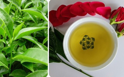 Uống nước chè xanh tươi có tác dụng gì?