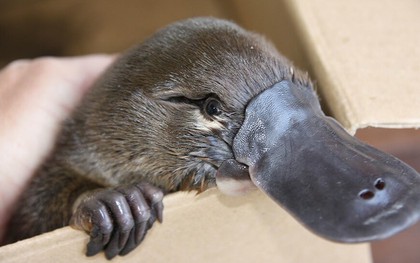 Loài vật khó hiểu nhất thế giới