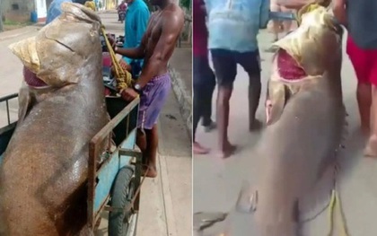 Người đàn ông bắt được con cá mú khổng lồ nặng 250kg trên biển