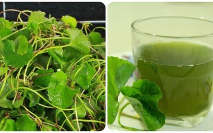 Những người không nên uống nước rau má