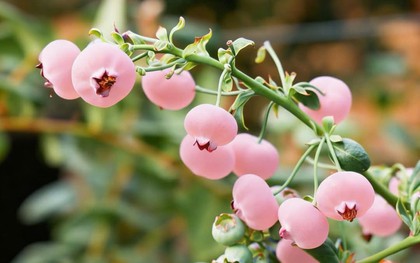 Loại quả màu hồng đẹp mắt đang gây "sốt mạng": Liệu có giàu dinh dưỡng hơn việt quất xanh?