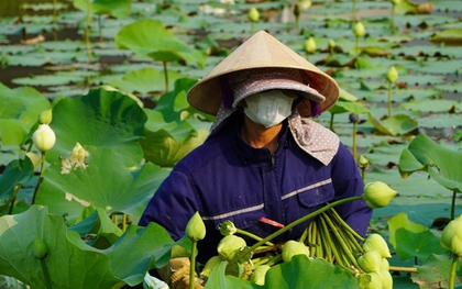 Trồng cây “nở là hái ra tiền”, cặp vợ chồng ở Nghệ An thu tiền triệu mỗi ngày