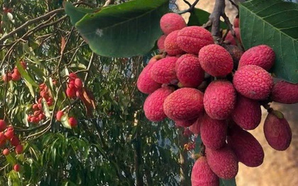 Thứ quả ‘chín đỏ rừng’ từng không ai hái: Nay bỗng thành đặc sản ‘nhà giàu’, giá 125.000 đồng/kg vẫn khó mua