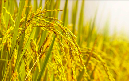 Nguồn gốc và ý nghĩa thành ngữ "Lúa chín cúi đầu"