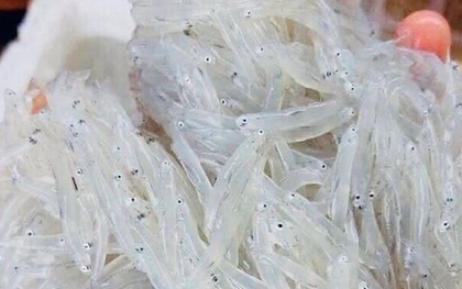 Đặc sản quý mỗi năm chỉ có một mùa, rất giàu canxi, từ già tới trẻ ai cũng mê