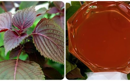 Những người không nên ăn nhiều lá tía tô