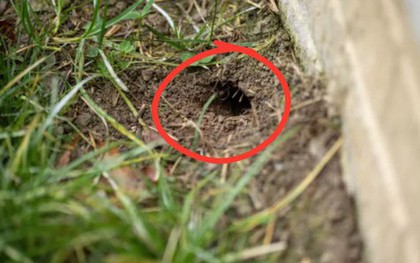 Cách nhận biết hang rắn trong sân nhà và những gì phải làm sau đó