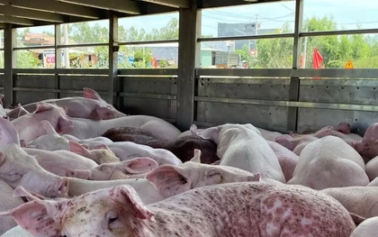 Ăn phải thịt lợn nhiễm dịch tả châu Phi, nguy hiểm đến đâu ?