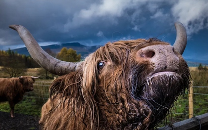 Giải mã bí ẩn nguyên do loài bò chỉ ăn cỏ nhưng vẫn phát triển hàng trăm cân thịt cơ bắp