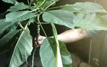 Hái rau rừng về nấu ăn, 3 người trong một nhà ngộ độc nặng