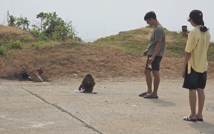 Khỉ tấn công du khách ở cung đường ven biển đẹp nhất Đắk Lắk, 5 người nhập viện