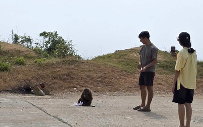 Nhiều du khách bị khỉ cắn tại bãi biển Đắk Lắk