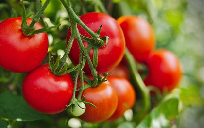 Loại quả giá rẻ ở Việt Nam nhưng xếp số 1 về dinh dưỡng theo CDC Hoa Kỳ