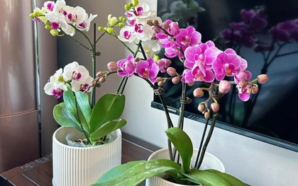 Lời khuyên dành cho những gia đình đang trồng lan hồ điệp