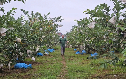 Kỹ sư rời ghế giám đốc ở nước ngoài, về quê trồng cây giàu “vitamin C”, thu nhập tiền tỷ