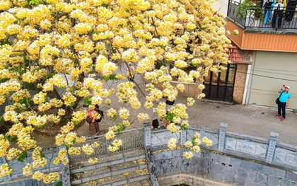 Hoa bún bung nở, phủ vàng góc trời Hà Nội