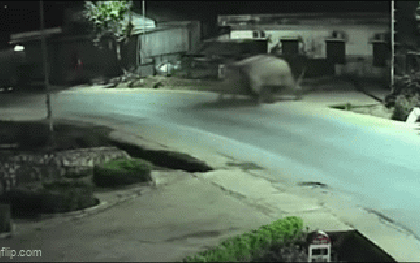 Voi rừng phá rào, xâm nhập vào trường, học sinh được thông báo ở yên trong phòng