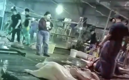 Công an Hà Nội thông tin vụ cán bộ kiểm dịch thú y "vòi tiền" tiếp tay đưa heo bệnh vào trường học