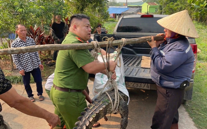 Bất ngờ phát hiện cá sấu nặng 50 kg lạc vào kênh mương nội đồng