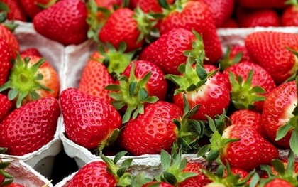 Danh sách "12 loại trái cây và rau củ bẩn nhất năm 2026" đã được công bố! Đứng đầu là loại rau rất giàu sắt, dâu tây cũng góp mặt