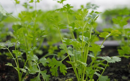 Loại rau giúp đào thải kim loại nặng tự nhiên, Việt Nam có rất nhiều