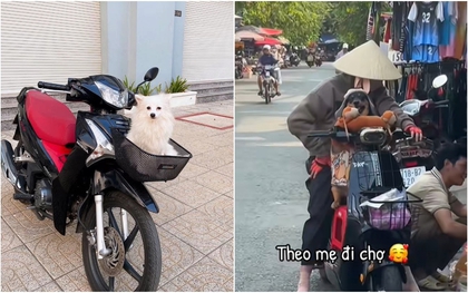 Ở Việt Nam có một con vật được gọi là “cục dzàng", người nước ngoài phải quay vlog vì "về nước kể sợ không ai tin"