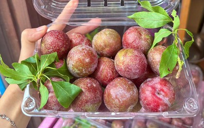 Điều gì xảy ra khi bạn ăn quá nhiều quả mận? Bác sĩ dinh dưỡng nhắc: 4 kiểu người này phải cực kỳ cẩn thận!