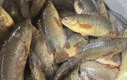Loài cá ít thịt, nhiều xương nhưng nổi tiếng thơm ngon, gắn liền với ký ức tuổi thơ mỗi mùa mưa về