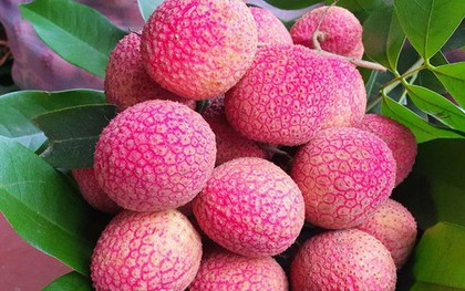 Loại vải to như quả trứng gà, giá 400.000 đồng/kg vẫn không có hàng để ăn tại Thanh Hà